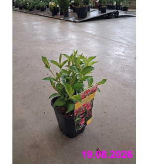 Weigela 'Newport Red' C 1,4 L